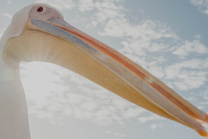Mola Mola Marine Dolphin Cruise from the Walvis Bay Waterfront to Pelican Point - Is $90.76 good value?