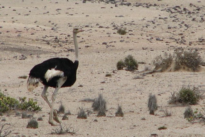 NAMIB DESERT TOURS, Full-Day and Half-Day Tours from Swakopmund, Namibia - 9:00 am from Farmhouse Deli on the Mole