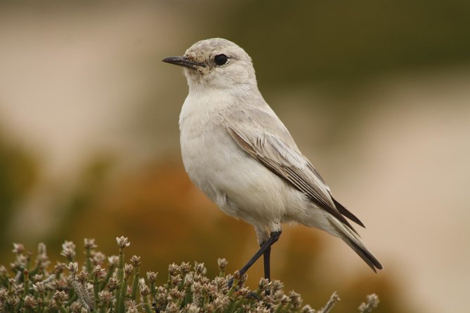 NAMIB DESERT TOURS, Full-Day and Half-Day Tours from Swakopmund, Namibia - Wildlife watching across open, rocky ground
