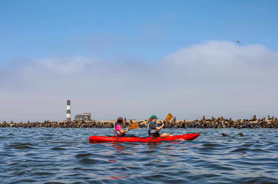 Pelican Point: Kayak with Seals Experience - Why Pelican Point works so well for seal watching
