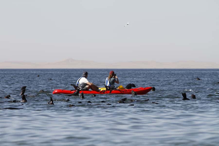 Pelican Point: Kayak with Seals Experience - Kayaking beside the Cape Fur seals