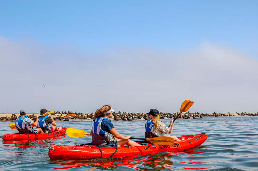 Pelican Point: Kayak with Seals Experience - Coffee and breakfast after the cold water
