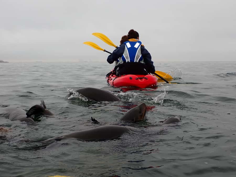 Pelican Point: Kayak with Seals Experience - A 4x4 ride across the peninsula