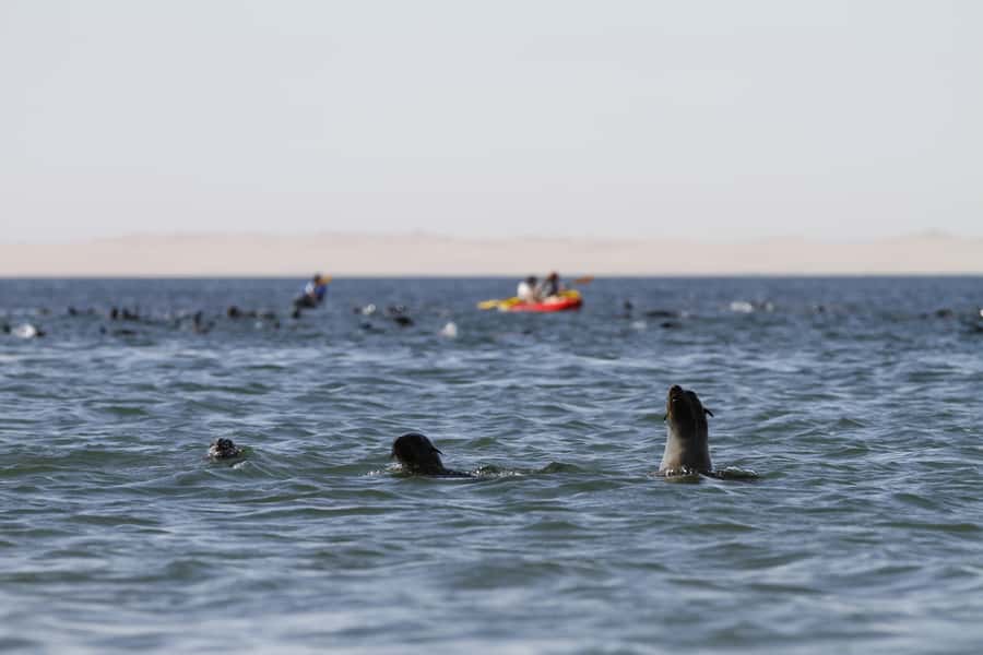 Pelican Point: Kayak with Seals Experience - What the $200 price gets you