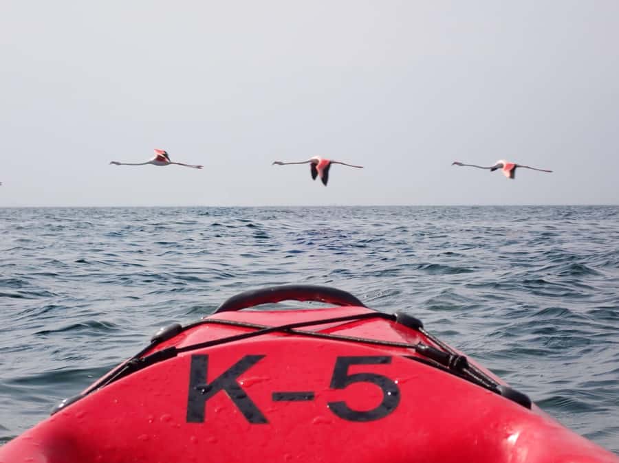 Pelican Point: Kayak with Seals Experience - The catamaran crossing from Walvis Bay