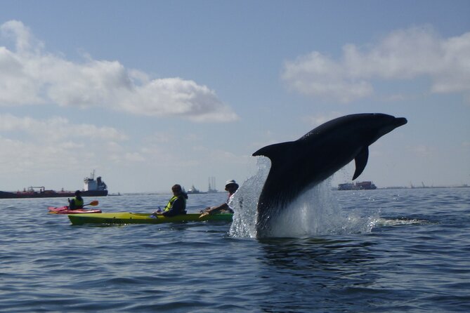Pelican Point Kayaking Half-Day Tour - Why Pelican Point is Walvis Bay’s great seal encounter