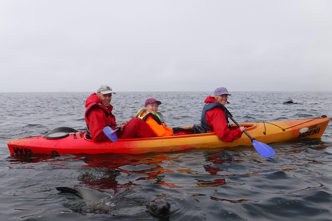 Pelican Point Kayaking Half-Day Tour - What it feels like beside 20,000 Cape fur seals
