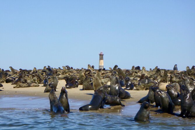Pelican Point Kayaking Half-Day Tour - Breakfast, gear, and the $79.37 price