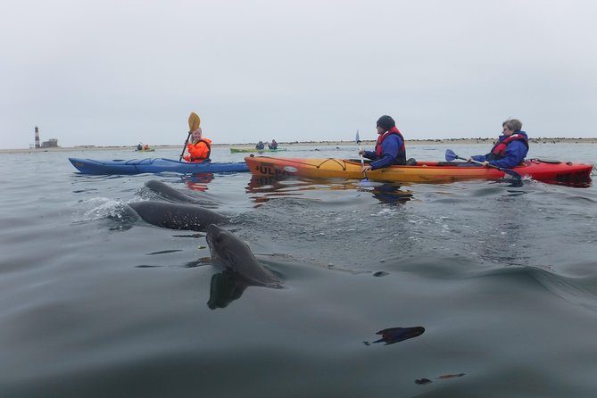Pelican Point Kayaking Half-Day Tour - Who should book this half-day outing