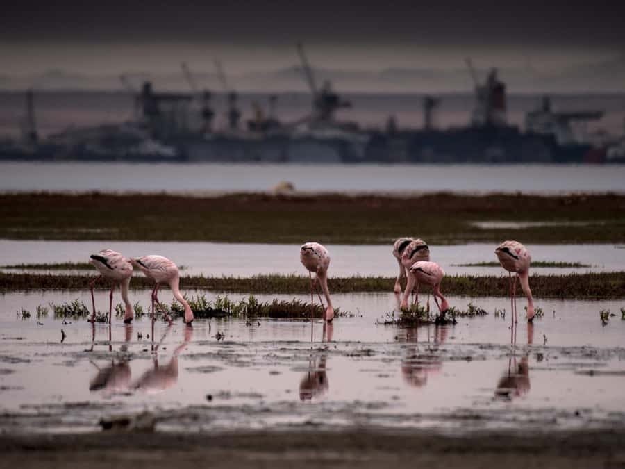 Pelican Point Peninsula Tour - Key points to know before booking