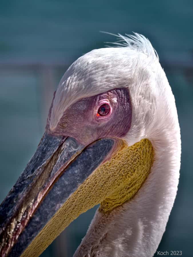Pelican Point Peninsula Tour - Why Pelican Point makes a strong half-day outing