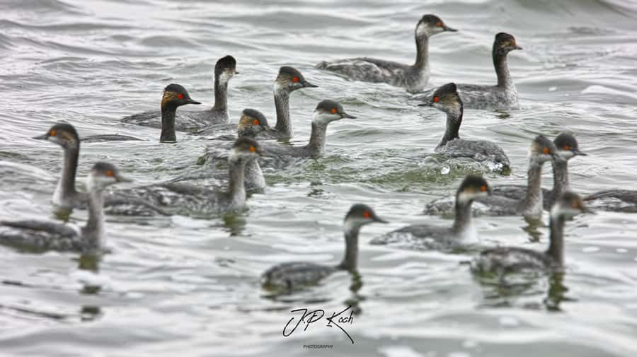 Pelican Point Peninsula Tour - Watching about 100,000 Cape Fur Seals
