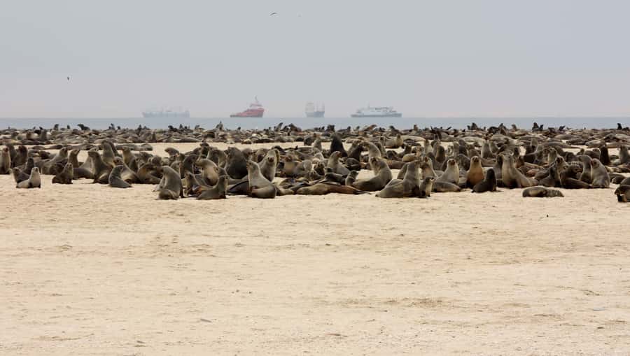 Pelican Point Peninsula Tour - The guide’s role and the tour’s pace