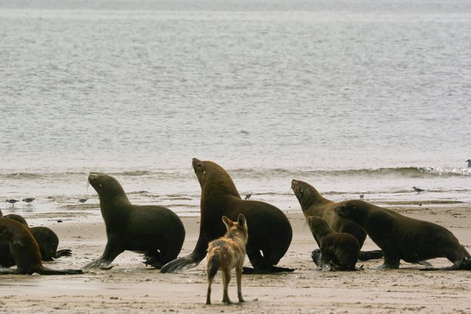 Pelican Point Peninsula Tour- visit the seal colony - The salt refinery and Walvis Bay’s working side