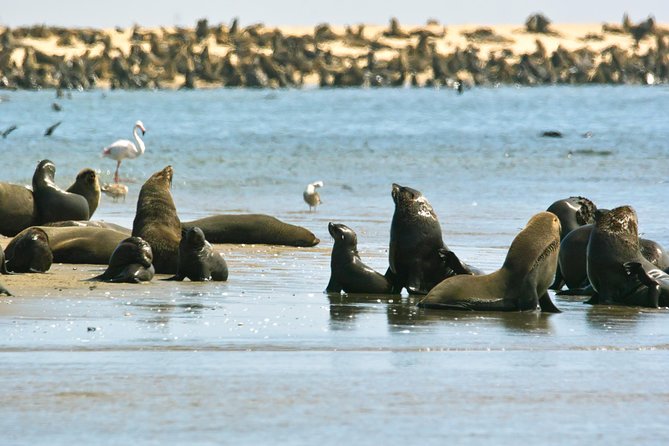 Pelican Point Peninsula Tour- visit the seal colony - Refreshments beside the Atlantic