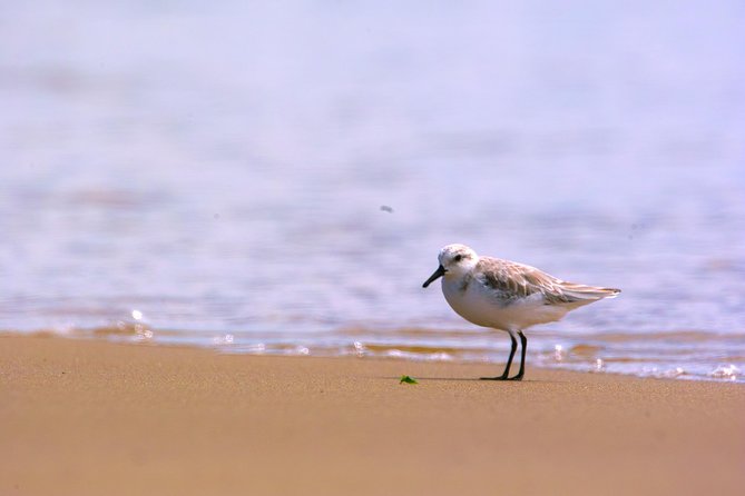 Pelican Point Peninsula Tour- visit the seal colony - What the private 4WD setup means for you
