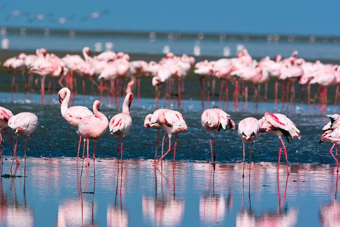 Pelican Point Peninsula Tour- visit the seal colony - Starting at the Walvis Bay Waterfront
