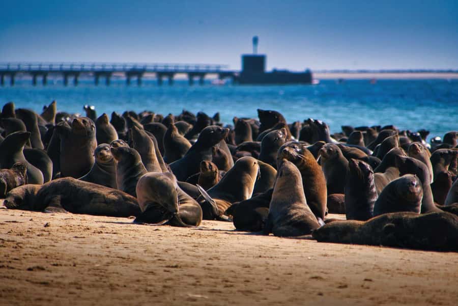 Pelican Point Peninsula Tour - Starting at the Walvis Bay lagoon