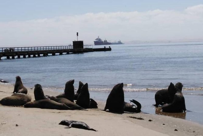 Pelican Point Seal Colony 4x4 Tour - A lighthouse with an unusual second life