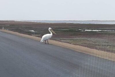 Pelican Point Seal Colony 4×4 Tour