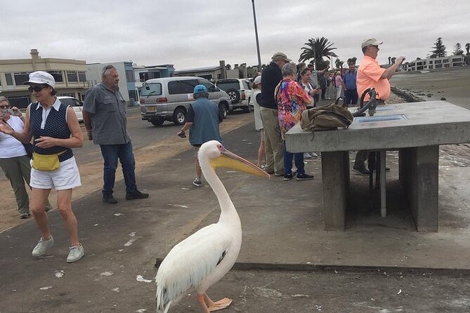 Pelican Point tours,Lagoon tours, Dune7 Adventure - Key points at a glance