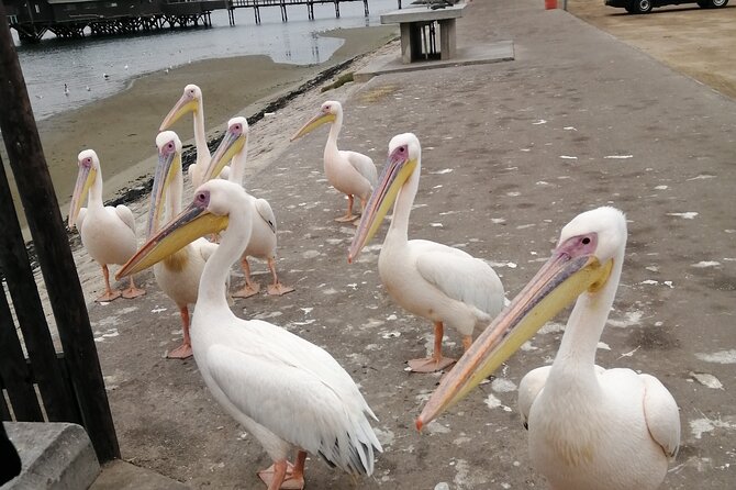 Pelican Point tours,Lagoon tours, Dune7 Adventure - Should you book it?