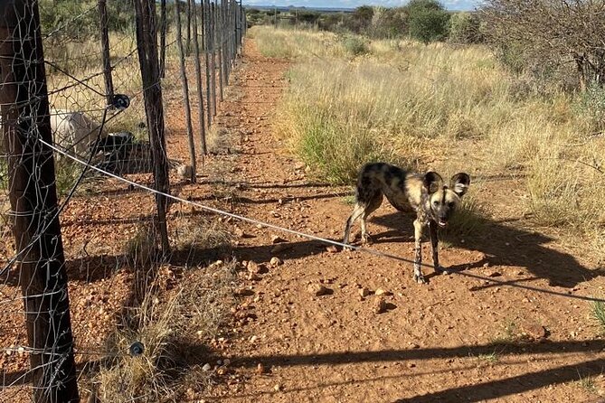 Predator Encounter: Half-Day Carnivore Feeding Windhoek - Key points to know before you book