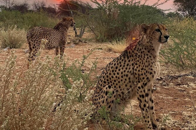 Predator Encounter: Half-Day Carnivore Feeding Windhoek - Leaving Windhoek at 8:00 am