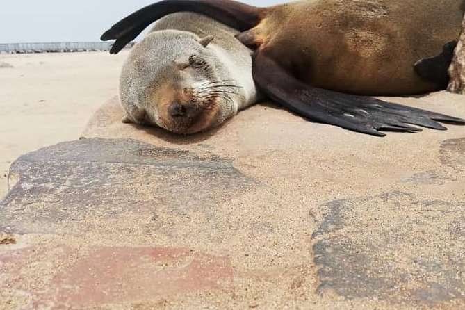 Private Half Day Coast Tour of Walvis Bay and Swakopmund City - How private is the private tour?