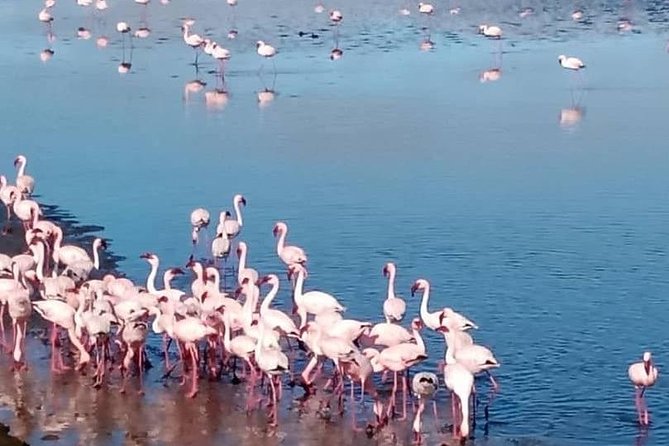 Private Half Day Coast Tour of Walvis Bay and Swakopmund City - Who will enjoy this four-hour route?