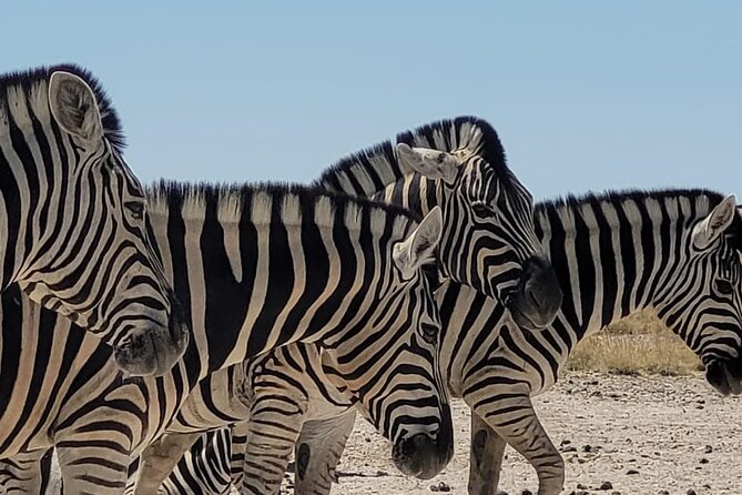 Private Multi-Day Tour Self-Drive for Beginners Safari in Namibia - Waterberg gives you a gentle start