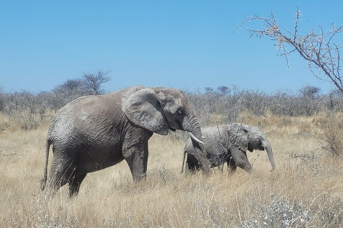 Private Multi-Day Tour Self-Drive for Beginners Safari in Namibia - Damaraland trades big herds for harsh beauty