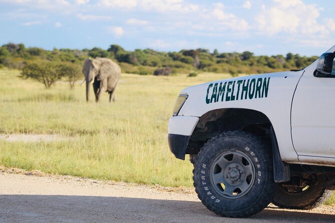 Safari in Etosha national park with professional tour guides born in Etosha. - The best and hardest parts of the safari