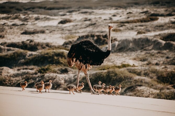 Sandwich Harbour 4x4 Guided Tour - Unforgettable Adventure - Key points to know before booking