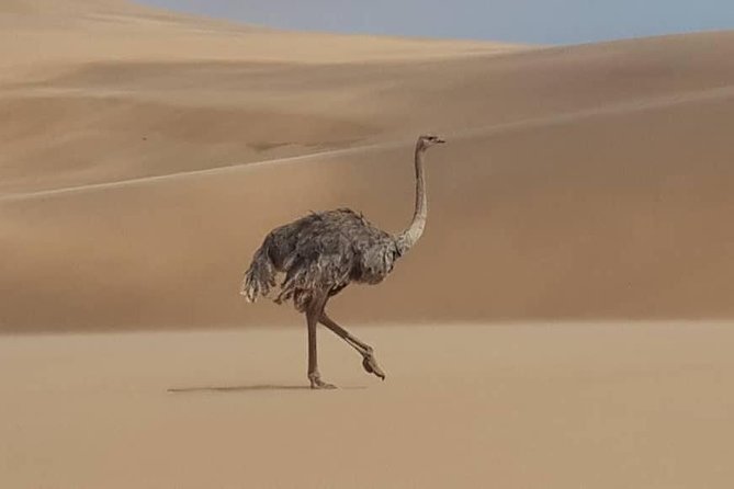 Sandwich Harbour 4x4 guided tours.Join us for an awe inspiring adventure. - The lagoon, birds, and free-roaming animals