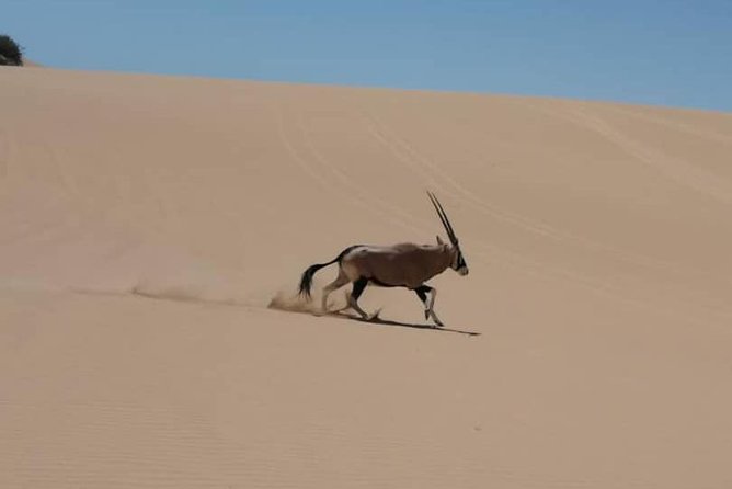 Sandwich Harbour 4x4 guided tours.Join us for an awe inspiring adventure. - The 4x4 ride across beach and dunes