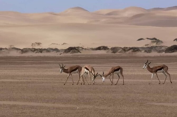 Sandwich Harbour 4x4 Private Guided Tour - Your very own private tour! - Beach driving, dune climbs, and photo stops