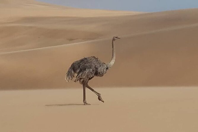Sandwich Harbour 4x4 Private Guided Tour - Your very own private tour! - Guides who shape the experience