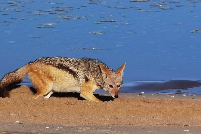 Sandwich Harbour 4x4 Private Guided Tour - Your very own private tour! - Who should book this Sandwich Harbour tour?