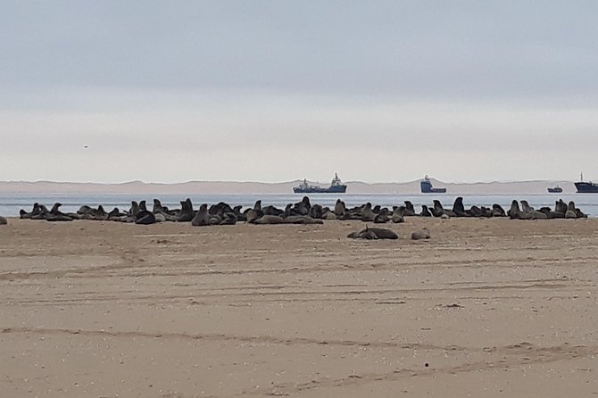 Sandwich Harbour Adventure: Seals and Sandwich harbour dune drive - Guide quality and language notes