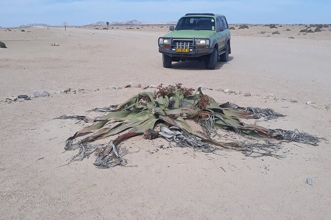 Sandwich harbour and Welwitschia Tour - Sandwich Harbour, where the dunes meet the Atlantic