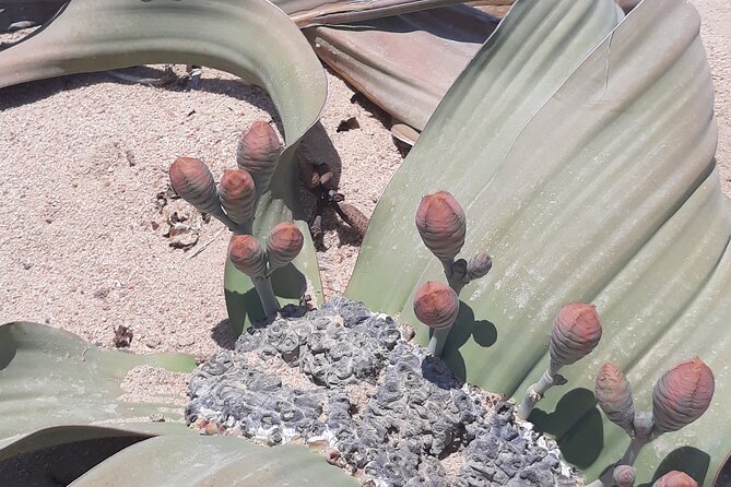 Sandwich harbour and Welwitschia Tour - The guide makes the difference