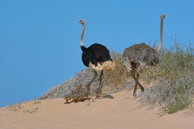 Sandwich Harbour Half-Day 4x4 Tour (5 hours) from Walvis Bay - The 4x4 section at Sandwich Harbour