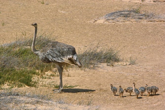 Sandwich Harbour Half-Day 4x4 Tour (5 hours) from Walvis Bay - How much value do you get for $172.54?