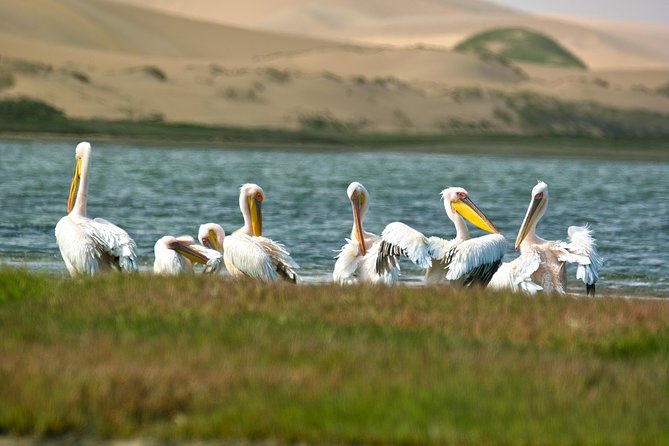 Sandwich Harbour Half-Day 4x4 Tour (5 hours) from Walvis Bay - Timing, weather, and what to bring