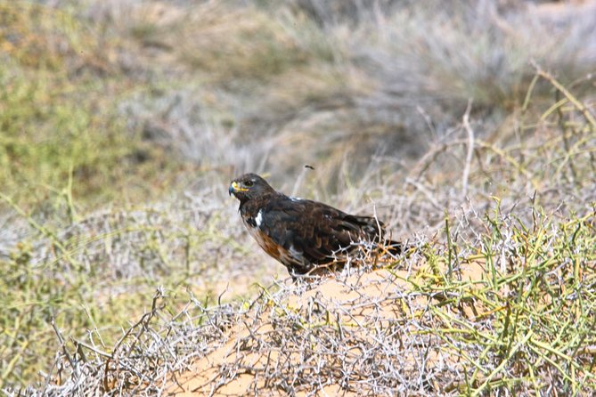 Sandwich Harbour Half-Day 4x4 Tour (5 hours) from Walvis Bay - From salt pans to the Namib Desert