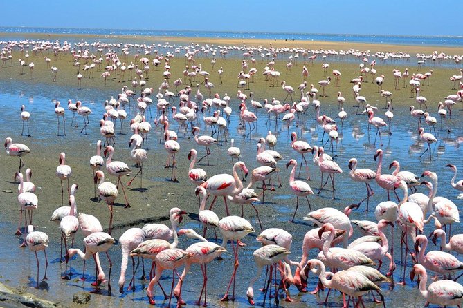 Sandwich Harbour Half Day Excursion - Who will enjoy this outing most