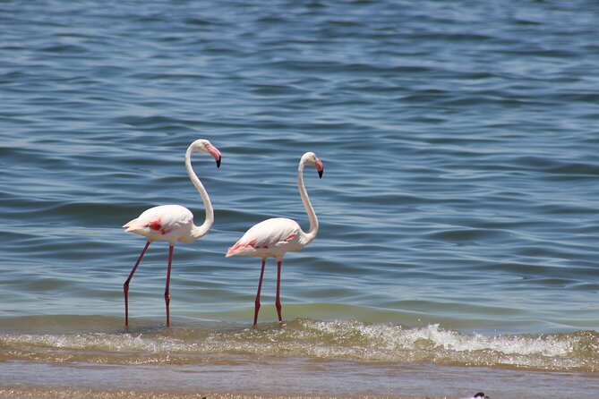Sandwich Harbour Half Day Scenic Excursion - Why Sandwich Harbour makes a strong half-day trip