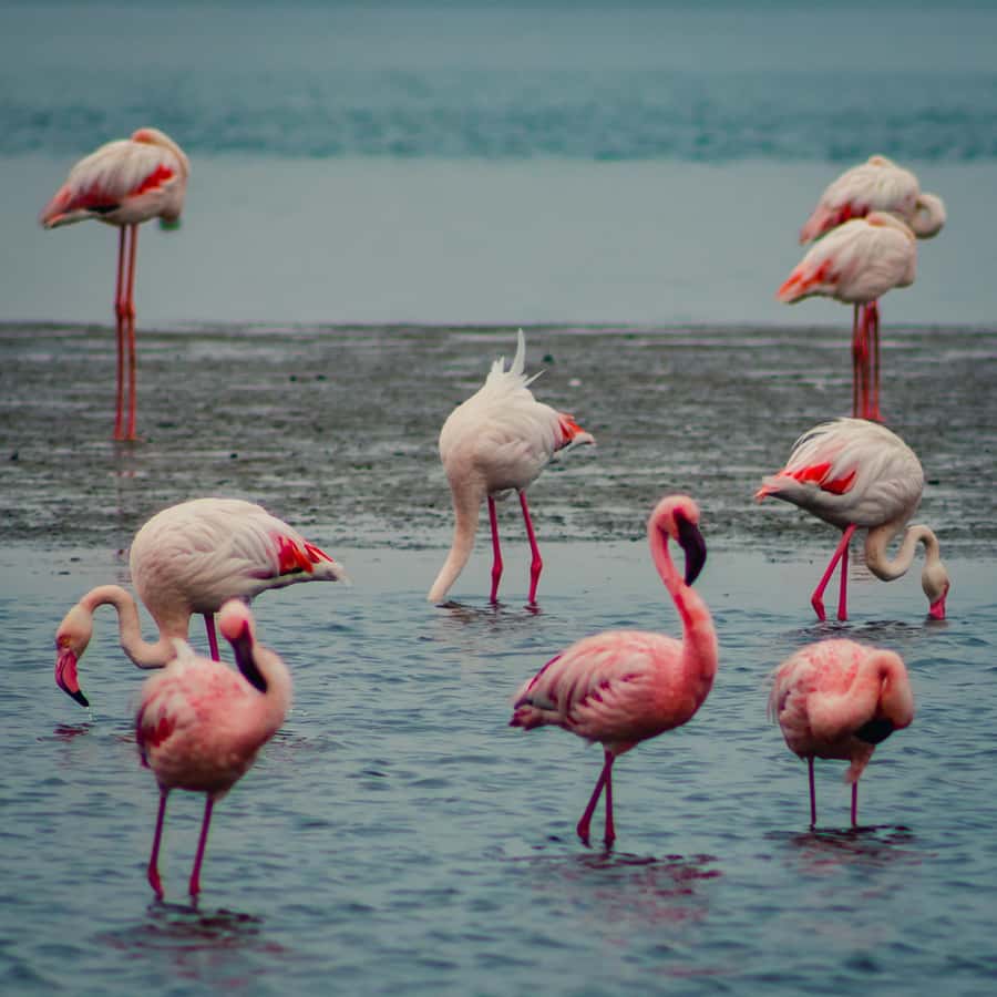 Sandwich Harbour Half Day Tour - Salt lakes, pink water, and coastal birdlife