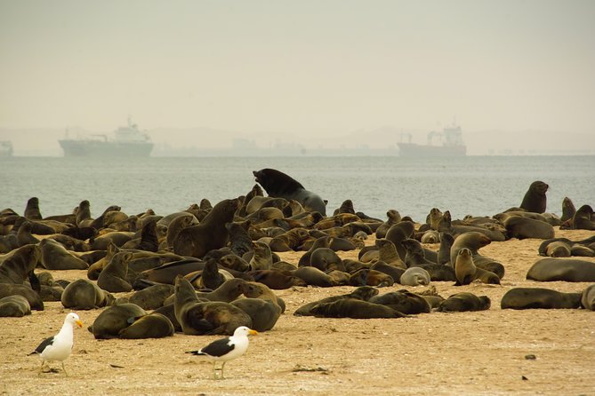 Sandwich Harbour & Pelican Point Full Day Tour - Why Sandwich Harbour is the day’s big draw
